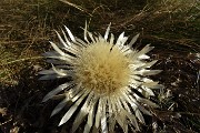 31 Carlina ancora in fiore 